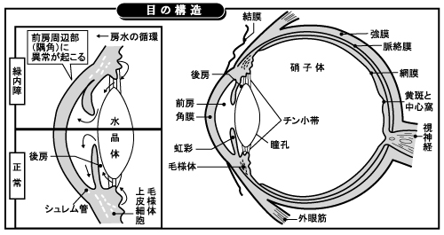 目の構造図
